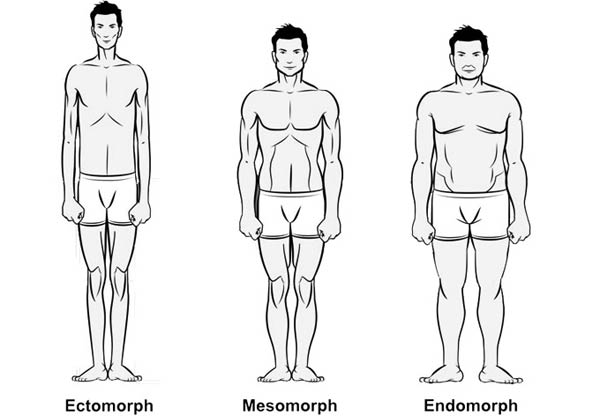 Endomorph, Mesomorph and Ectomorph Body shapes