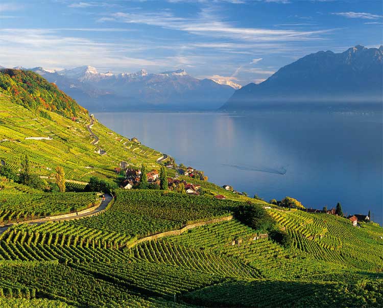 Lavaux-Vineyards