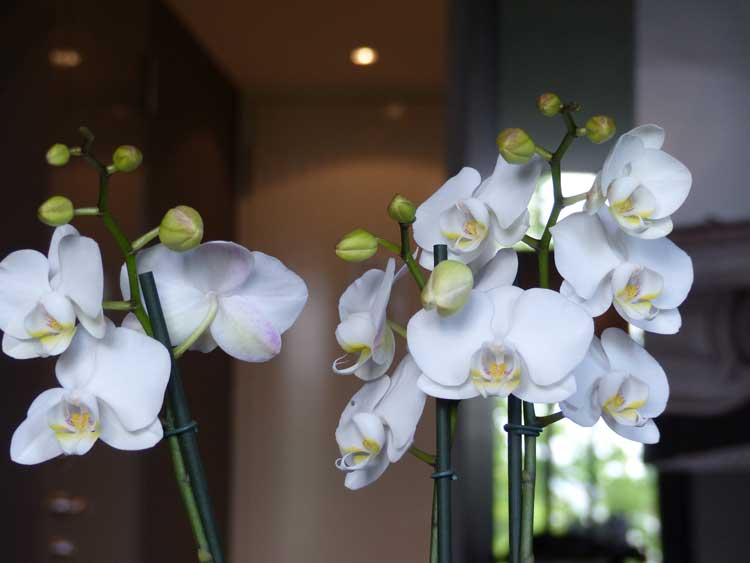 The-Dylan-Hotel---serendipity-suite.jpg-Orchid