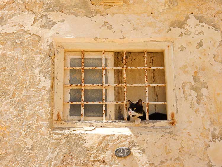 mdina-malta-cat