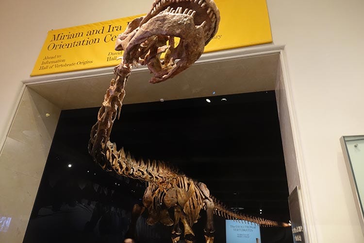 American Museum Of Natural History