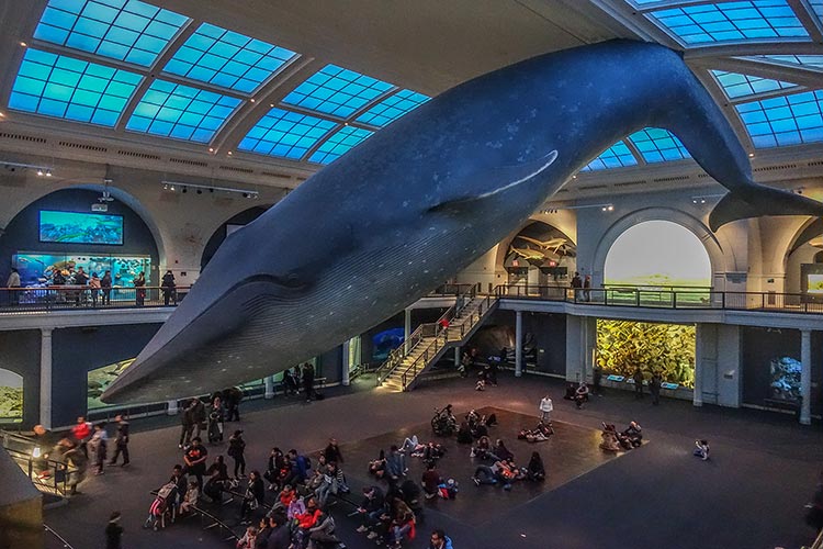 American Museum Of Natural History