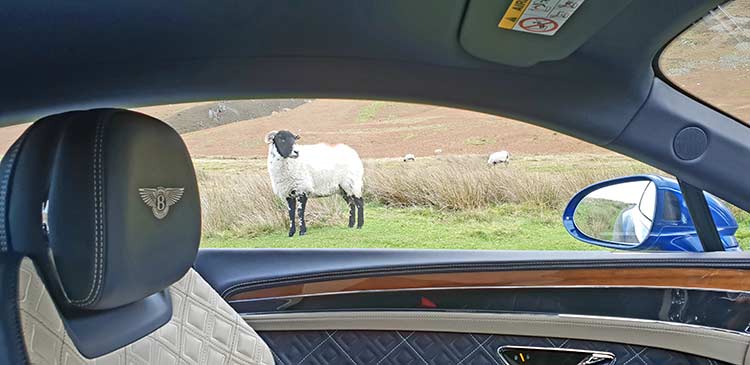 Lake District Wool Lambb Bentley GT