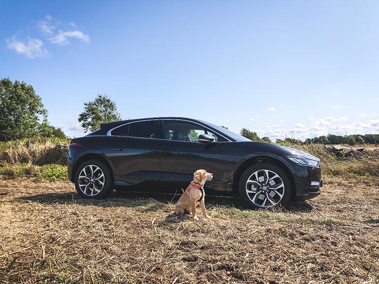 Jaguar IPACE - Electric Car Technology Reviewed with dog