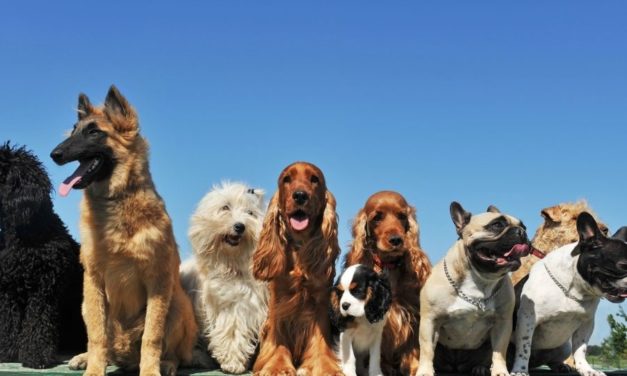 Tips on Flying With Your Dog – How to Keep Them Calm in the Air