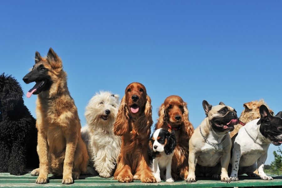 Tips on Flying With Your Dog – How to Keep Them Calm in the Air